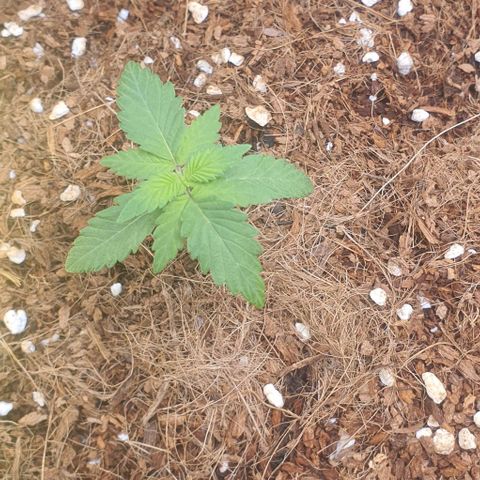 Gorilla OG Auto growlog timeline photo