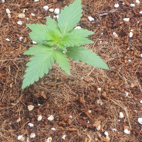 Gorilla OG Auto growlog timeline photo