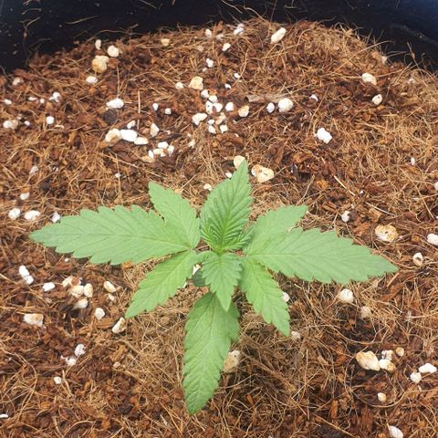 Gorilla OG Auto growlog timeline photo