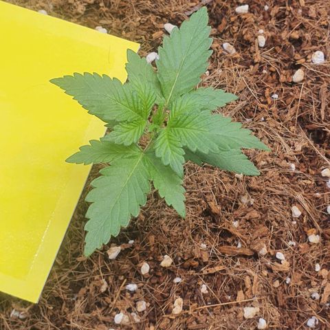 Gorilla OG Auto growlog photo: Now running nutrients at 10ml per 4l of both calmag and nitrosol. Seen explosive growth. Waiting another 7 days before lst begins. 