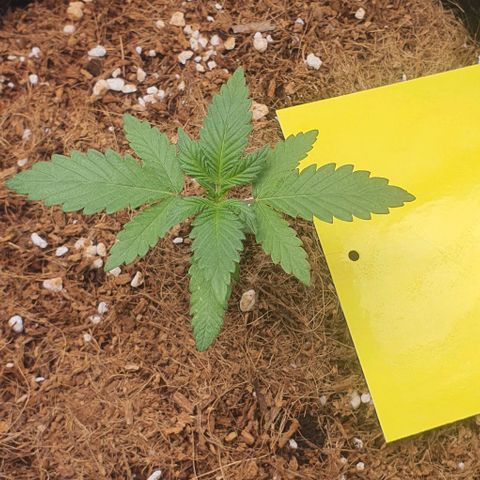 Gorilla OG Auto growlog photo: Now running nutrients at 10ml per 4l of both calmag and nitrosol. Seen explosive growth. Waiting another 7 days before lst begins. 