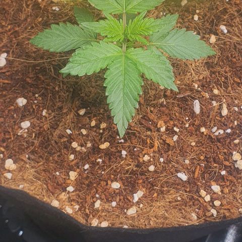 Gorilla OG Auto growlog photo: Moved into 4x8 room. Temp stable at 24c humidity levels quite high. Going to investigate methods of bringing humidity down. Feeding cal mag and nitrosol at 10ml per 5L daily taking 2l each till visible runoff. Waiting until run off pools in catch trays before removing from room. 