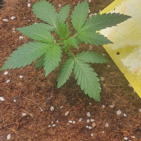 Gorilla OG Auto growlog photo: Moved into 4x8 room. Temp stable at 24c humidity levels quite high. Going to investigate methods of bringing humidity down. Feeding cal mag and nitrosol at 10ml per 5L daily taking 2l each till visible runoff. Waiting until run off pools in catch trays before removing from room. 