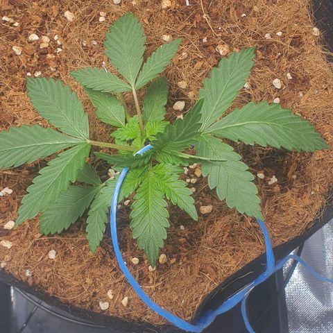 Gorilla OG Auto growlog photo: Started lst to bring up the lower bud sites, and open out the canopy. Will continue as needed. Plants are looking healthy and showing good growth. 
