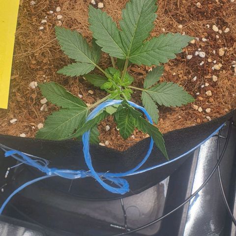 Gorilla OG Auto growlog photo: Started lst to bring up the lower bud sites, and open out the canopy. Will continue as needed. Plants are looking healthy and showing good growth. 