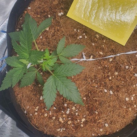 Gorilla OG Auto growlog photo: Lsttraining going well. They seem to be responding quite well. Will be watered with nutes this afternoon. 