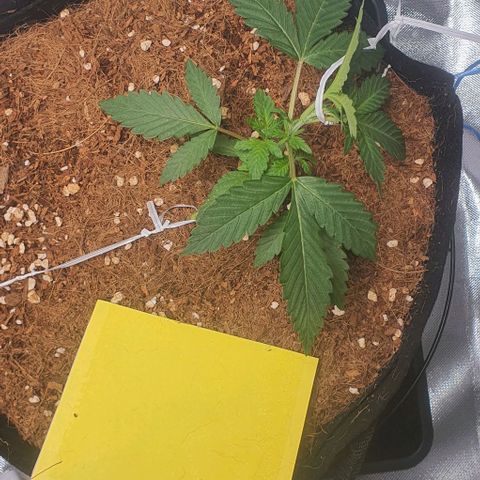 Gorilla OG Auto growlog photo: Lsttraining going well. They seem to be responding quite well. Will be watered with nutes this afternoon. 