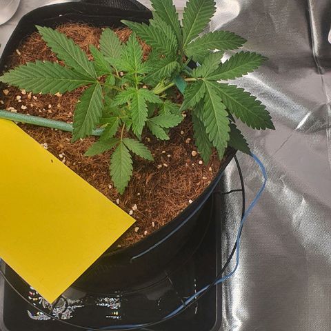 Gorilla OG Auto growlog timeline photo