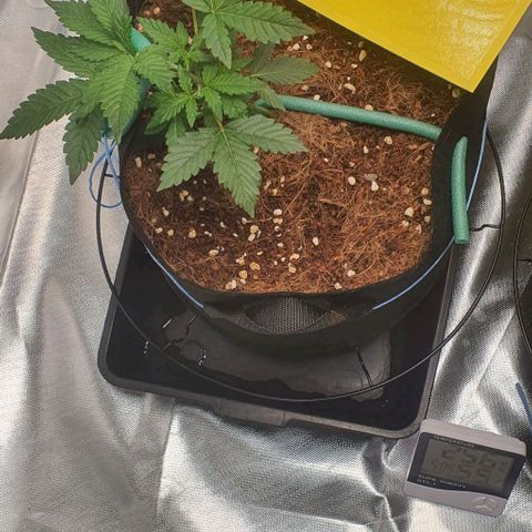 Gorilla OG Auto growlog timeline photo
