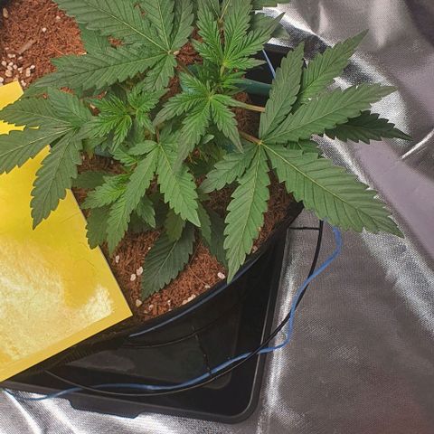 Gorilla OG Auto growlog timeline photo