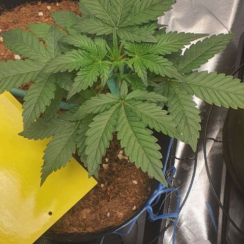 Gorilla OG Auto growlog timeline photo