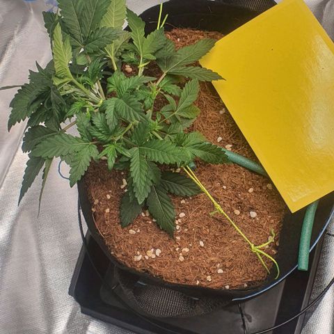 Gorilla OG Auto growlog timeline photo