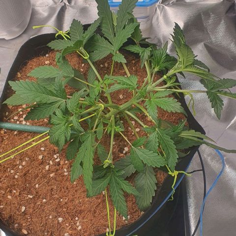 Gorilla OG Auto growlog timeline photo