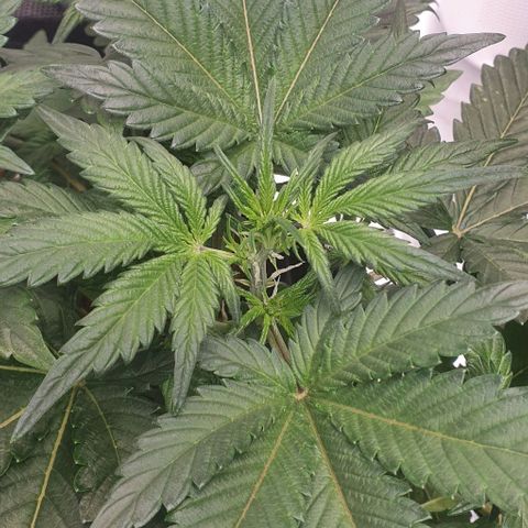 Gorilla OG Auto growlog photo: Preflowers showing, moving onto flower feed now, will increase over the next week and back off nitrosol.