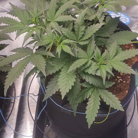 Gorilla OG Auto growlog photo: Preflowers showing, moving onto flower feed now, will increase over the next week and back off nitrosol.