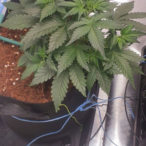 Gorilla OG Auto growlog photo: Preflowers showing, moving onto flower feed now, will increase over the next week and back off nitrosol.