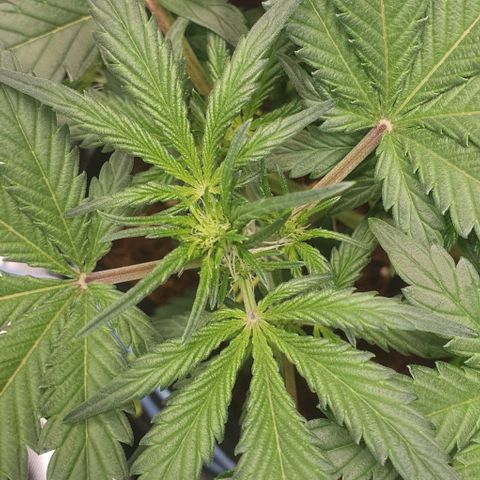 Gorilla OG Auto growlog photo: Preflowers showing, moving onto flower feed now, will increase over the next week and back off nitrosol.