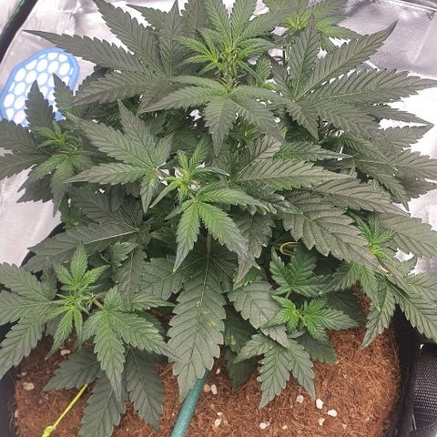 Gorilla OG Auto growlog timeline photo