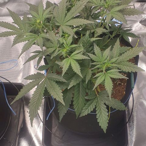 Gorilla OG Auto growlog timeline photo