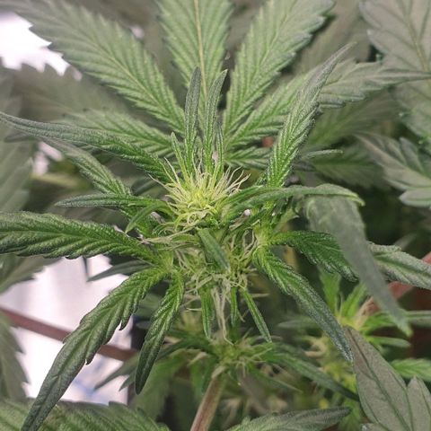 Gorilla OG Auto growlog timeline photo
