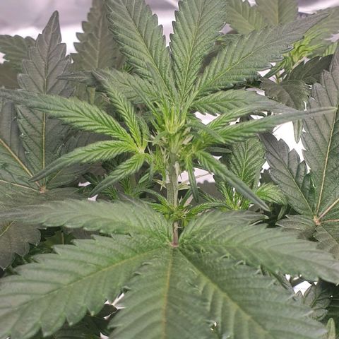 Gorilla OG Auto growlog timeline photo