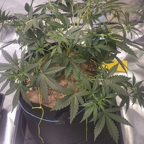 Gorilla OG Auto growlog photo: Lst done on the big girl to bring the canopy back into line things going to be a monster. DE added to stop a small fungus gnats infestation starting as a few gnat flies have appeared. 