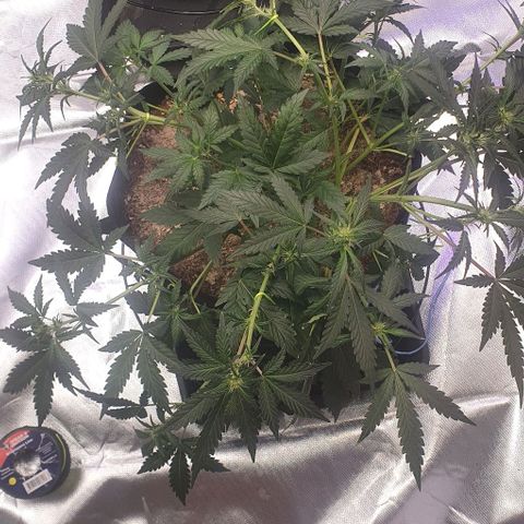 Gorilla OG Auto growlog photo: Lst done on the big girl to bring the canopy back into line things going to be a monster. DE added to stop a small fungus gnats infestation starting as a few gnat flies have appeared. 