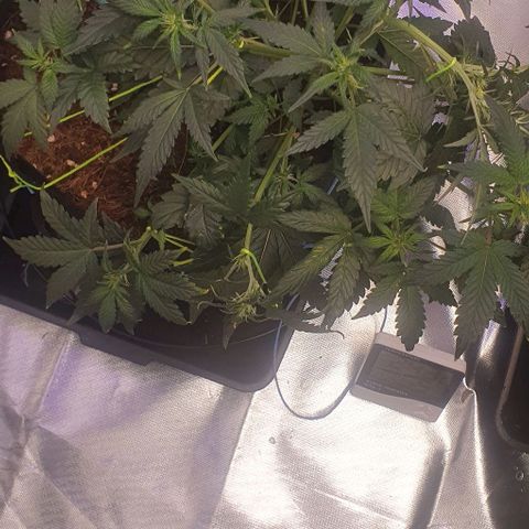 Gorilla OG Auto growlog timeline photo