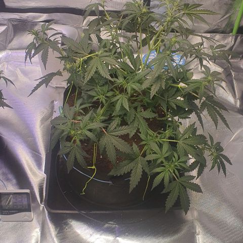 Gorilla OG Auto growlog timeline photo