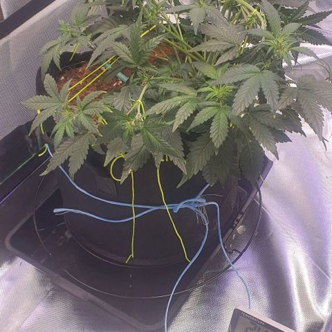 Gorilla OG Auto growlog timeline photo