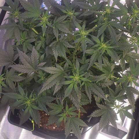 Gorilla OG Auto growlog timeline photo
