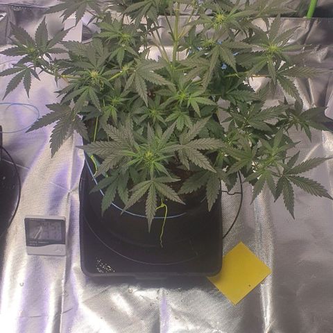 Gorilla OG Auto growlog timeline photo