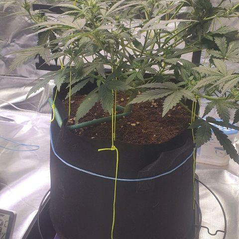 Gorilla OG Auto growlog timeline photo