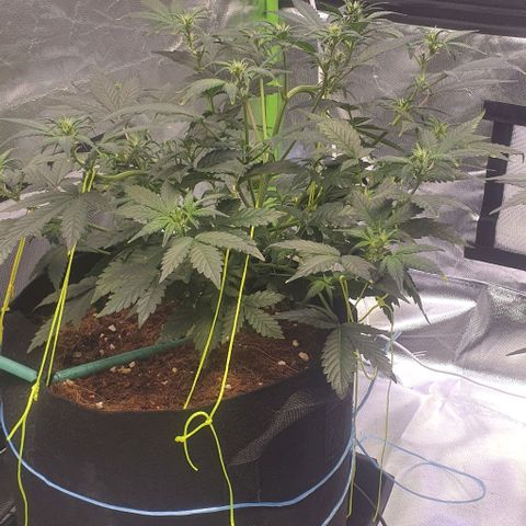 Gorilla OG Auto growlog timeline photo