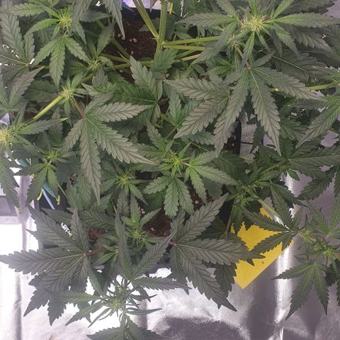 Gorilla OG Auto growlog timeline photo