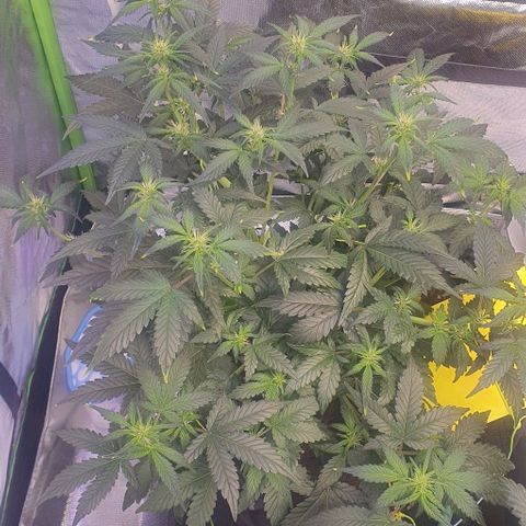 Gorilla OG Auto growlog timeline photo