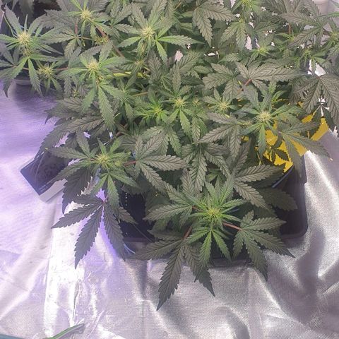 Gorilla OG Auto growlog timeline photo