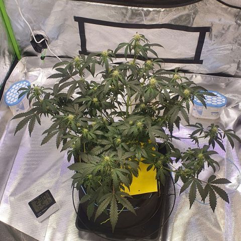 Gorilla OG Auto growlog photo: Last defol done, feeding daily from now with purple powerfeed at 10ml per 5L and calmag 10ml per 5L
