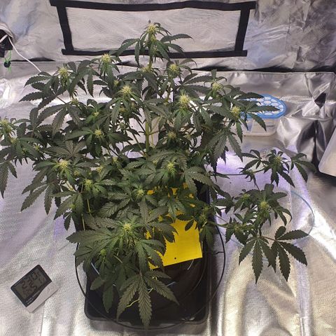 Gorilla OG Auto growlog photo: Last defol done, feeding daily from now with purple powerfeed at 10ml per 5L and calmag 10ml per 5L