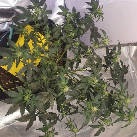 Gorilla OG Auto growlog photo: Last defol done, feeding daily from now with purple powerfeed at 10ml per 5L and calmag 10ml per 5L