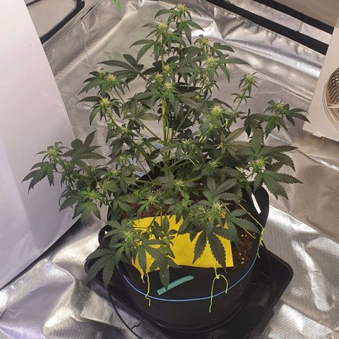 Gorilla OG Auto growlog photo: Last defol done, feeding daily from now with purple powerfeed at 10ml per 5L and calmag 10ml per 5L
