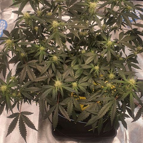 Gorilla OG Auto growlog photo: Going well added third fan into tent. Humidity is stable at low- mid 50%