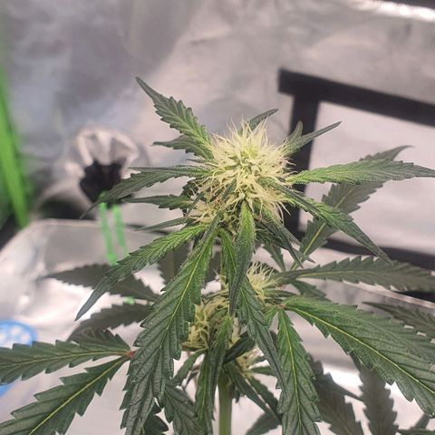 Gorilla OG Auto growlog photo: Going well added third fan into tent. Humidity is stable at low- mid 50%