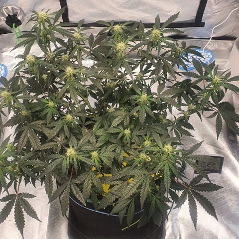 Gorilla OG Auto growlog photo: Going well added third fan into tent. Humidity is stable at low- mid 50%