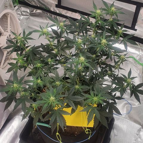 Gorilla OG Auto growlog photo: Going well added third fan into tent. Humidity is stable at low- mid 50%