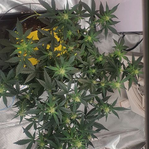 Gorilla OG Auto growlog photo: Going well added third fan into tent. Humidity is stable at low- mid 50%