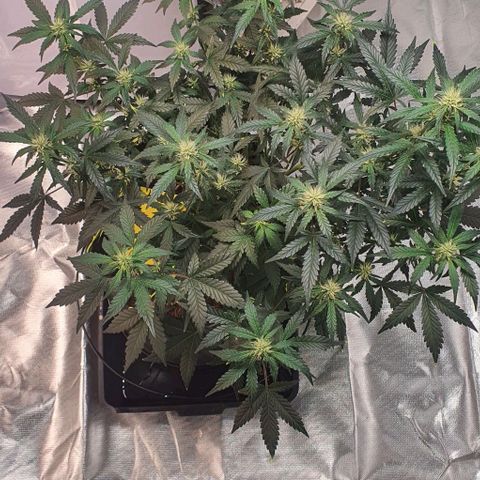 Gorilla OG Auto growlog timeline photo