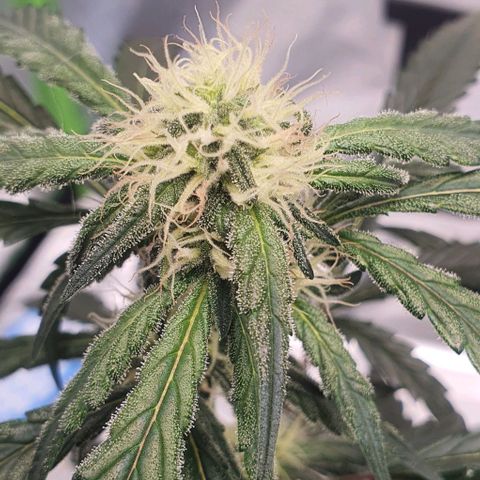 Gorilla OG Auto growlog timeline photo