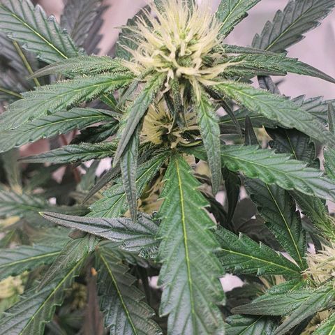 Gorilla OG Auto growlog timeline photo