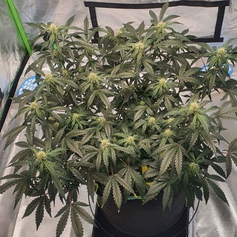Gorilla OG Auto growlog timeline photo